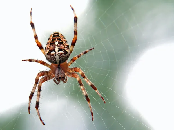Spider resting on a web